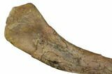 Juvenile Dinosaur (Thescelosaurus) Humerus Bone - Montana #183998-1